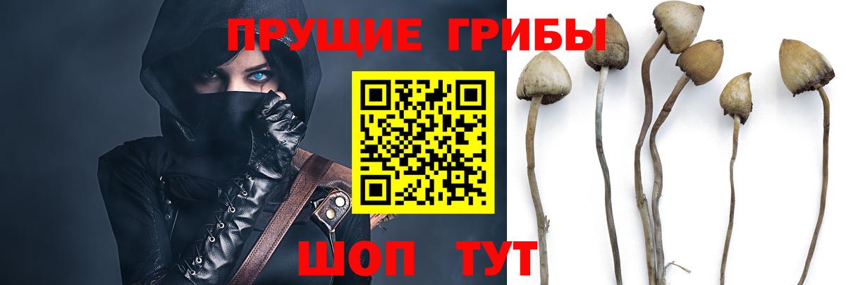 Новомосковск  Псилоцибиновые грибы GOLDEN TEACHER  Галлюциногенные грибы Psilocybine cubensis  Вход с VPN 